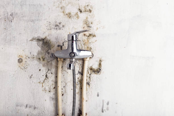 Best Black Mold Removal  in Belville, NC
