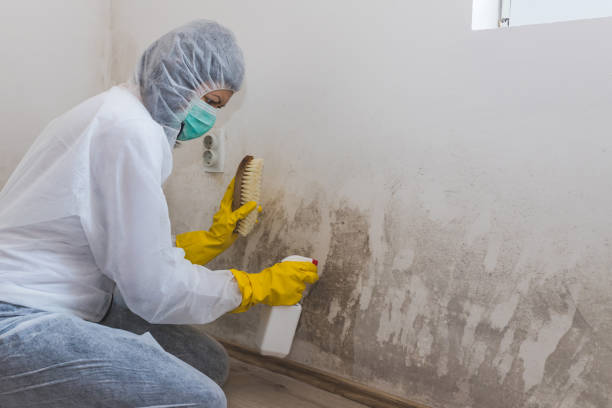 Best Black Mold Removal  in Belville, NC