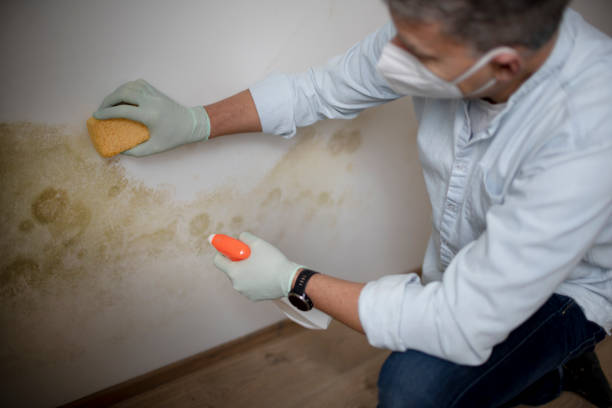 Best Home Mold Removal  in Belville, NC