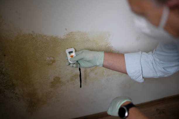Best Mold Remediation  in Belville, NC