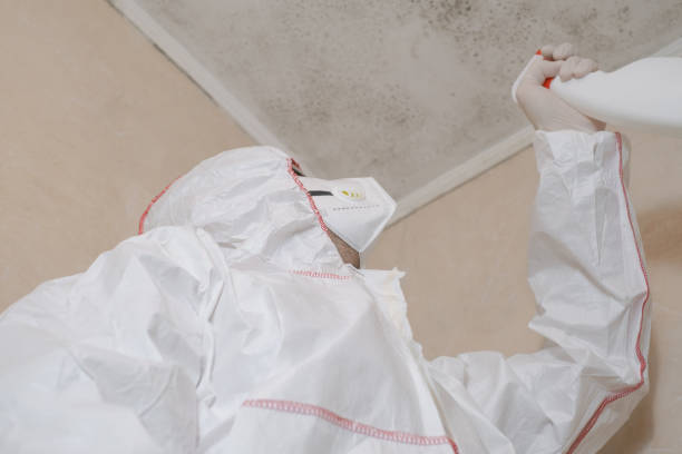 Trusted Belville, NC Mold Removal Experts