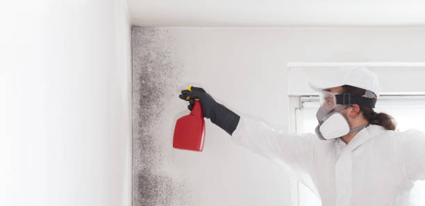 Best Commercial Mold Removal  in Belville, NC