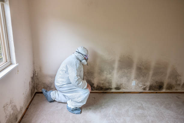 Best Affordable Mold Removal  in Belville, NC