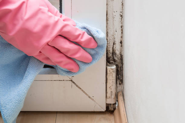 Best Attic Mold Removal  in Belville, NC
